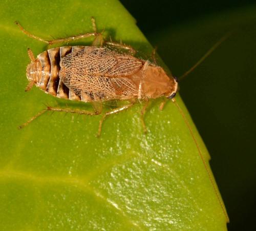 Réf. 294 253 : Planuncus vinzi